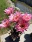 Preview: Echinopsis morgenrot